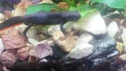 moritz (der kleinere)