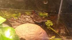 für  die Presse; ) erste Schwimmversuche????