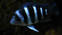 C. gibberosa ´Mikula´ small fish