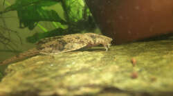 Einer der ollen Hexen