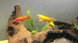 Besatz im Aquarium 450l Gesellschaftsbecken