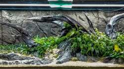 Dekoration im Aquarium Tai Chi