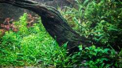 Pflanzen im Aquarium Tai Chi