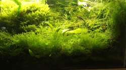 Aquarium 104 Liter