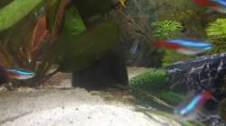 Besatz im Aquarium Juwel Primo 110 LED