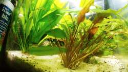 Pflanzen im Aquarium Juwel Primo 110 LED