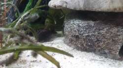 Besatz im Aquarium Juwel Primo 110 LED