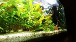 Besatz im Aquarium Juwel Primo 110 LED