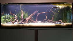 Die ersten Pflanzen. 