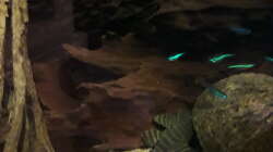 Besatz im Aquarium Namenlos II