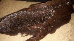 Dekoration im Aquarium Namenlos II