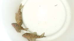 Besatz im Aquarium Namenlos II