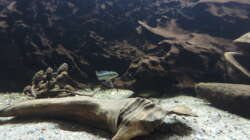 Besatz im Aquarium Namenlos II