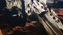 Besatz im Aquarium Namenlos II