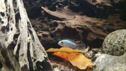 Besatz im Aquarium Namenlos II