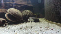 Besatz im Aquarium Namenlos II