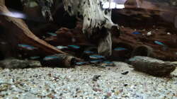 Besatz im Aquarium Namenlos II