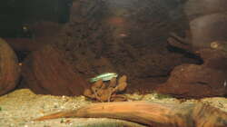 Besatz im Aquarium Namenlos II