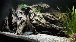 Aquarium Namenlos II