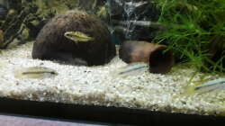 Apistogramma trifasciata im alten Heim