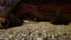 Teleocichla sp. Xingu III 