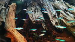 Paracheirodon simulans 