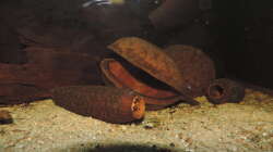 Besatz im Aquarium Namenlos II