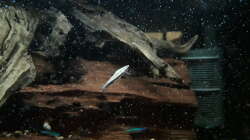 Besatz im Aquarium Namenlos II