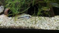 Besatz im Aquarium Namenlos II