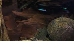 Besatz im Aquarium Namenlos II