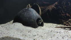 Besatz im Aquarium Namenlos II