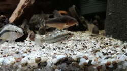 Erste eigene Nachzucht