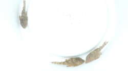 Besatz im Aquarium Namenlos II