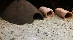 Besatz im Aquarium Namenlos II