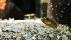 Besatz im Aquarium Namenlos II