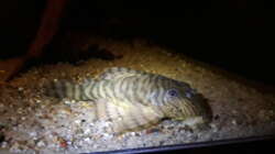 Besatz im Aquarium Namenlos II