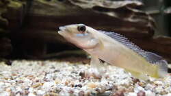 Besatz im Aquarium Namenlos II