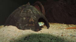 Besatz im Aquarium Namenlos II