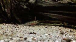 Besatz im Aquarium Namenlos II