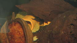 Besatz im Aquarium Namenlos II