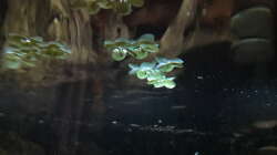 Pflanzen im Aquarium Namenlos II