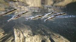 Besatz im Aquarium Namenlos II