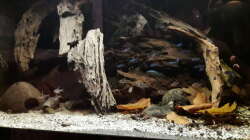 Besatz im Aquarium Namenlos II