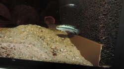 Besatz im Aquarium Namenlos II