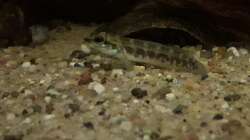 Teleocichla sp. Xingu III 