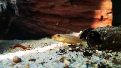 Besatz im Aquarium Namenlos II