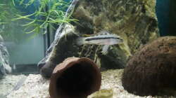 Besatz im Aquarium Namenlos II