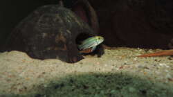 Besatz im Aquarium Namenlos II