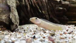 Besatz im Aquarium Namenlos II