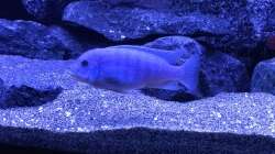 Metricalima Estherae (M)